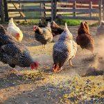 Chicken Scratch Feed: Benefits, Risks, Alternatives, and How to Feed It Properly