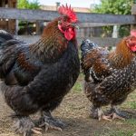 Cochin Chicken Breed Guide: Personality, Eggs, Size, Care and Problems