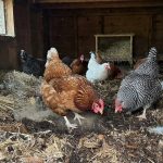 Deep Litter Method for Chicken Coops: How It Works and Why Many Chicken Keepers Use It