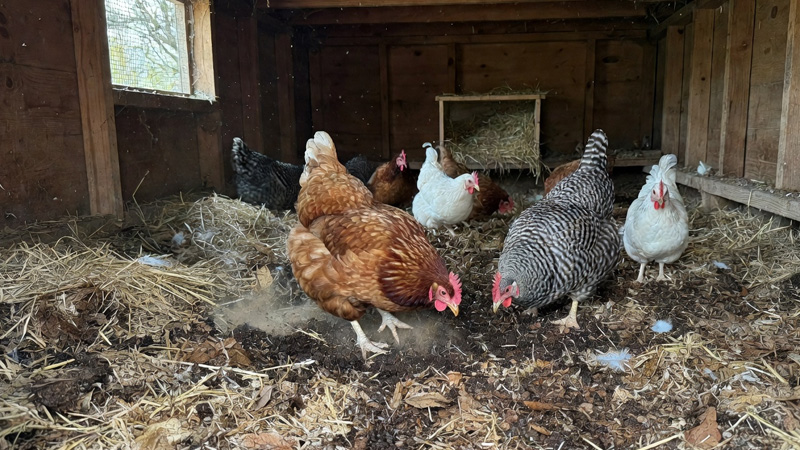 Deep Litter Method for Chicken Coops: How It Works and Why Many Chicken Keepers Use It