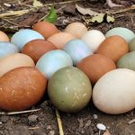 Different Chicken Egg Colors and the Breeds That Lay Them