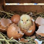 Hatching Chicken Eggs for Beginners: Everything You Need to Know