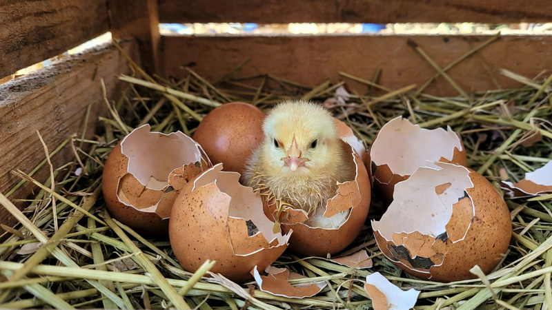 Hatching Chicken Eggs for Beginners: Everything You Need to Know