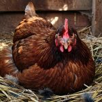 Hatching Chicks With a Broody Hen: Beginner’s Guide