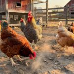How Much Space Do Chickens Need?