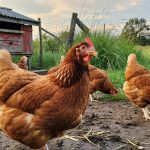 ISA Brown Chickens Care: A Complete Beginner’s Guide