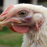 Infectious Coryza in Chickens: Causes, Symptoms, Treatment, and Prevention