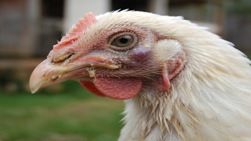 Infectious Coryza in Chickens: Causes, Symptoms, Treatment, and Prevention
