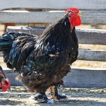 Jersey Giant Chicken Guide: Size, Eggs, Personality, Care & More