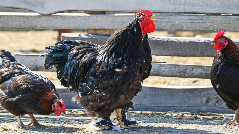 Jersey Giant Chicken Guide: Size, Eggs, Personality, Care & More