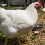 Leghorn Chicken Guide: Eggs, Personality, Care, Size & More