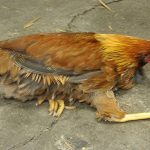 Lymphoid Leukosis in Chickens: Causes, Symptoms, Prevention, and Management