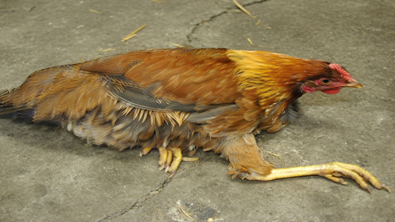Lymphoid Leukosis in Chickens: Causes, Symptoms, Prevention, and Management