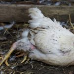 Marek’s Disease in Chickens: Causes, Symptoms, Prevention, and Flock Protection