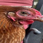Mycoplasma in Chickens: Causes, Symptoms, Treatment, and Prevention