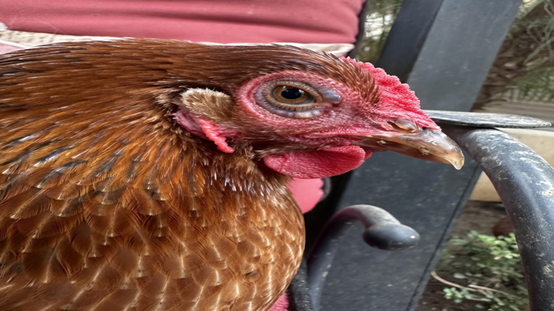 Mycoplasma in Chickens: Causes, Symptoms, Treatment, and Prevention