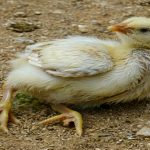 Newcastle Disease in Chickens (NDV): Symptoms, Causes, Treatment, and Prevention