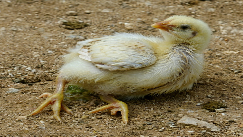 Newcastle Disease in Chickens (NDV): Symptoms, Causes, Treatment, and Prevention