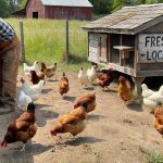 Is Raising Chickens for Egg Production a Profitable Business?