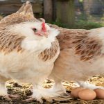 Salmon Faverolle Chicken Breed Guide: Why Backyard Chicken Owners Fall in Love With Them Fast