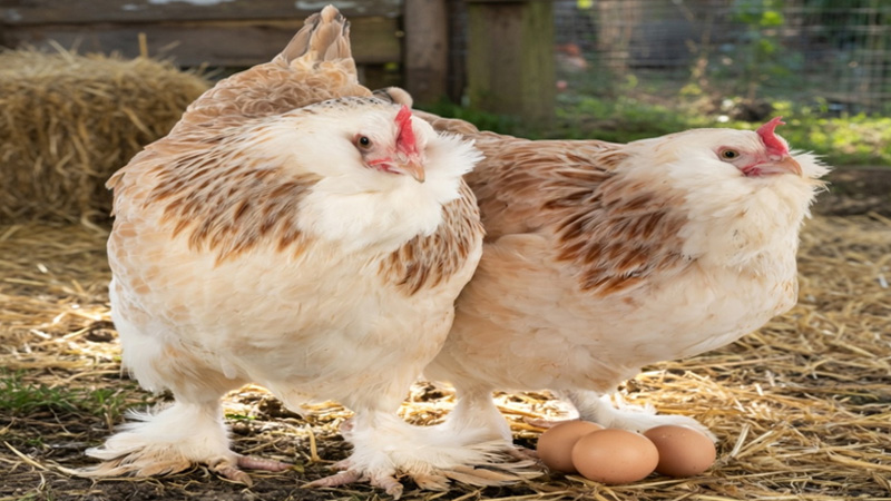 Salmon Faverolle Chicken Breed Guide: Why Backyard Chicken Owners Fall in Love With Them Fast