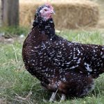 Speckled Sussex Chickens Guide: Why This Beautiful Breed Still Wins Backyard Flocks