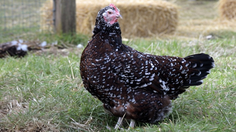 Speckled Sussex Chickens Guide: Why This Beautiful Breed Still Wins Backyard Flocks
