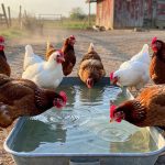 Understanding Chickens and Water: Everything You Need to Know