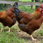 Welsummer Chicken Breed Guide: Eggs, Personality, Size, Care & More