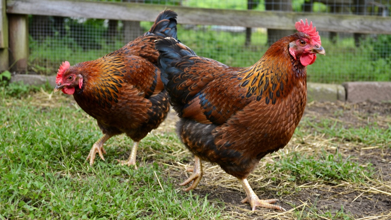 Welsummer Chicken Breed Guide: Eggs, Personality, Size, Care & More