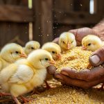 What to Feed Baby Chicks and Foods You Should Avoid