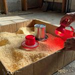 8 Important Things to Prepare for the Arrival of Baby Chicks