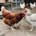 Chicken Pecking Order Explained: How to Stop and Prevent Chicken Bullying