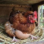 Egg Binding in Chickens: Symptoms, Causes, Treatment, and Prevention