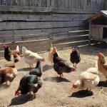 Beginner’s Guide: How Much Space Do Chickens Really Need?