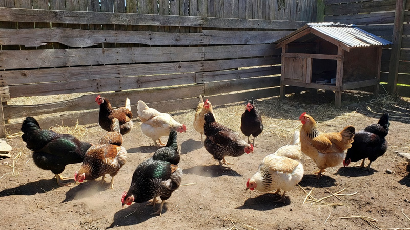 Beginner’s Guide: How Much Space Do Chickens Really Need?