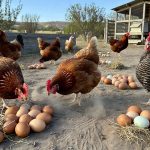 How to Make Chickens Lay More Eggs: 12 Natural Ways to Boost Egg Production