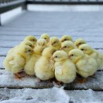 How to Safely Raise Chicks in Winter: A Beginner’s Guide