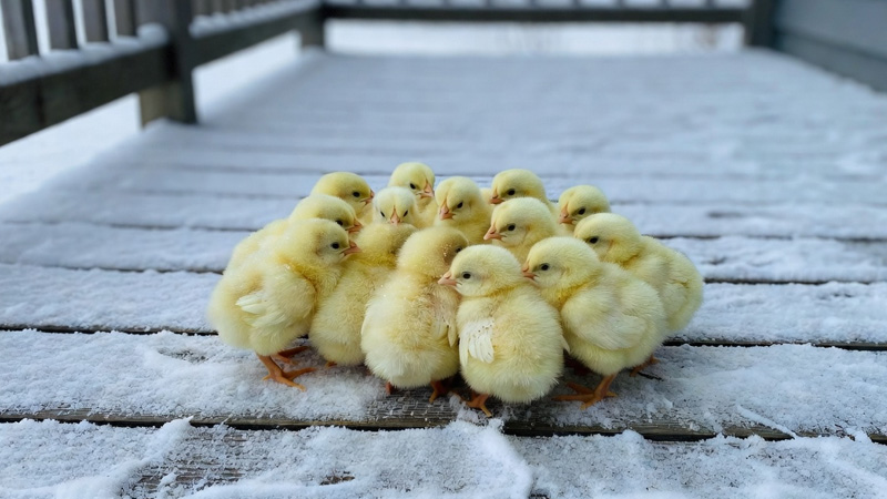 How to Safely Raise Chicks in Winter: A Beginner’s Guide