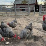 Plymouth Rock Chicken Breed Guide: Everything You Need to Know About This American Favorite