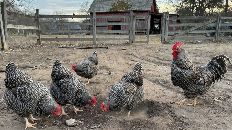 Plymouth Rock Chicken Breed Guide: Everything You Need to Know About This American Favorite